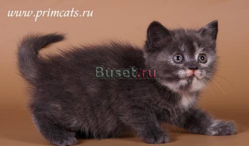 Очароваетльная шотландская кошечка Москва