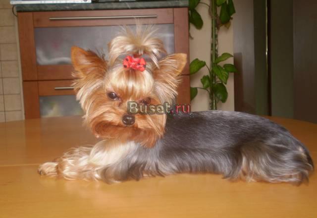 Стрижка собак,йоркширских терьеров,йорков Москва