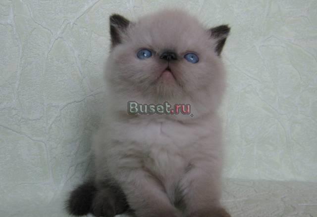 Экзоты(персы для ленивых) 1,5мес. колоры и срс Москва