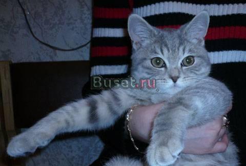 Представляем наших котят Москва
