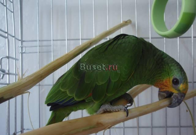 Малыши выкормыши амазончики Москва