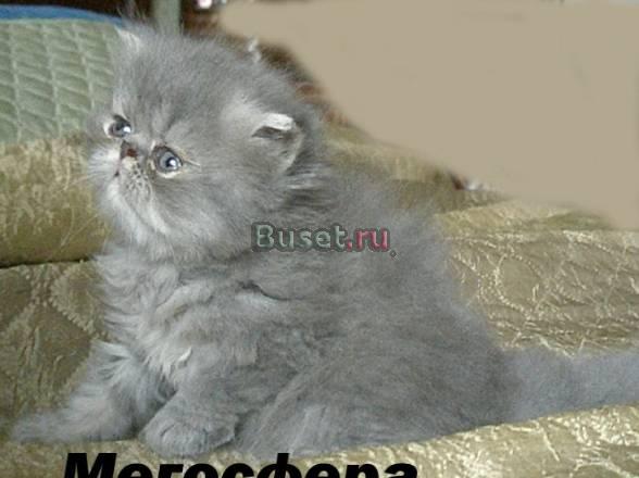 Персидская кошечка Москва