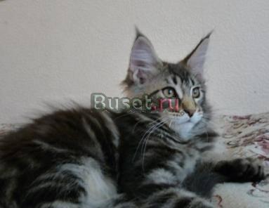 Котята мейн-кун Ростов-на-Дону