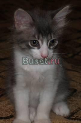 Отдам котенка, мальчик Татошка, 1.5 месяца в дар Москва