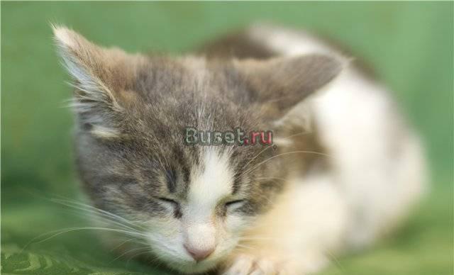 Чудо котята ищут заботливых родителей Санкт-Петербург