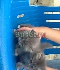 Отдам в хорошие руки очаровательных одномесячных к Новочеркасск