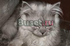 Отдам котёнка Кронштадт