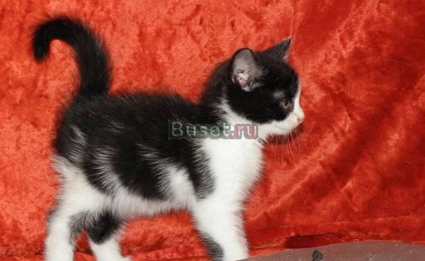 Котёнок 2.5 месяца хочет домой Санкт-Петербург