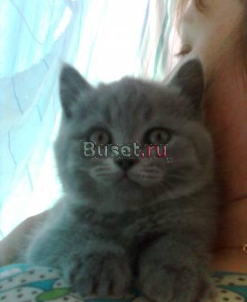 Котята Москва