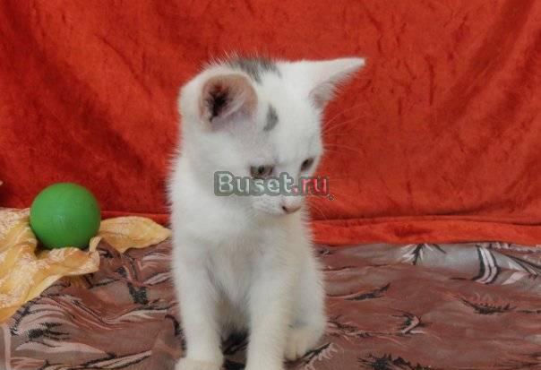 3х месячная котейка хочет домой Санкт-Петербург
