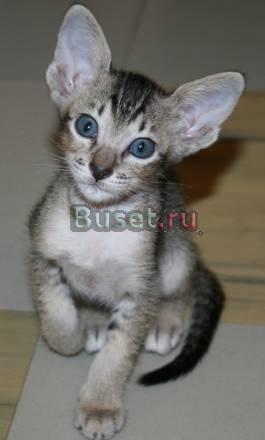 Ориентальные котята Ставрополь