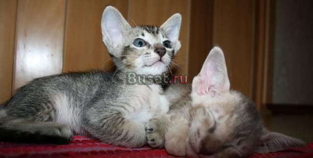 Восточные котята Элиста