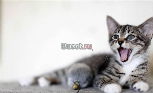 Очаровательные котятки хотят домой Санкт-Петербург