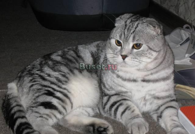 Шотландский вислоухий кот приглашает на вязку Москва