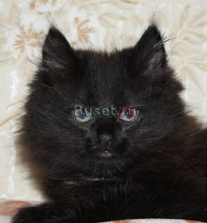 Котёнок в добрые руки Омск