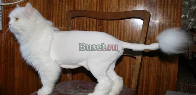 Стрижка собак и кошек Люберцы