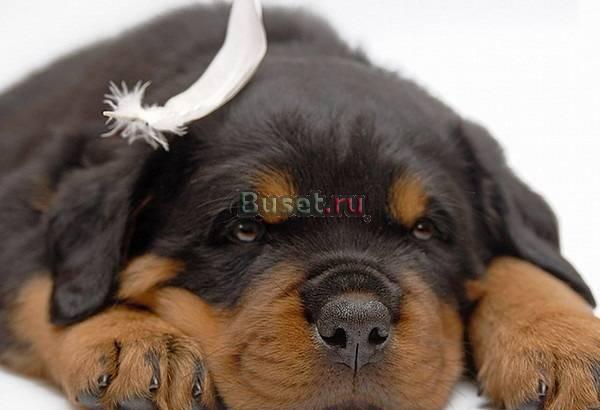 Приму в дар Вашу живность Москва