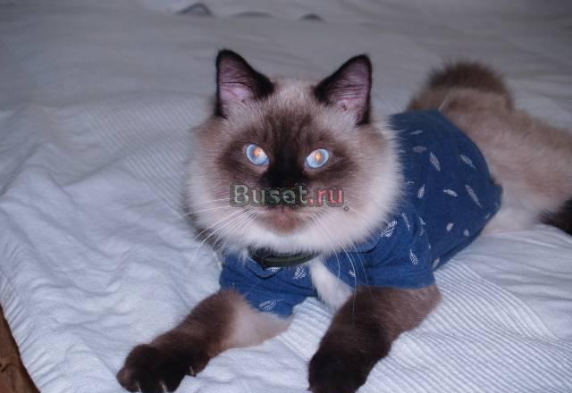 Невский маскарадный кот котик Санкт-Петербург