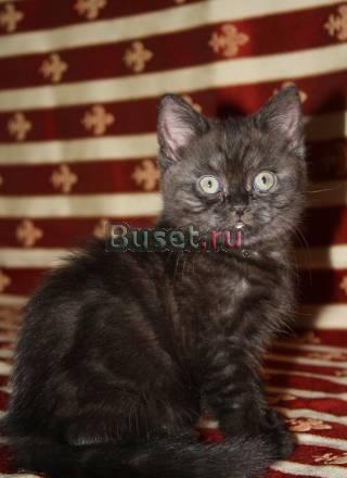 Продается котёнок породы - шотландская страйт Москва