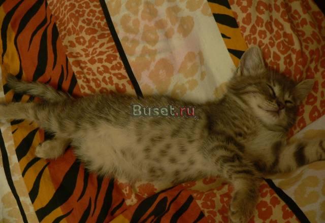 Очаровательный котенок в добрые руки Липецк