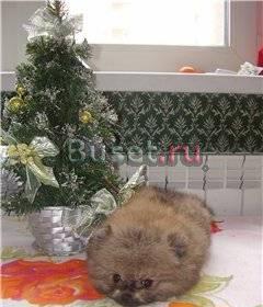 Щенок шпица Красноярск