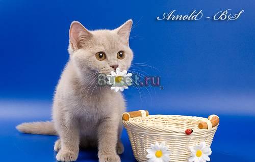 Британский лиловый  котенок (кошечка) Москва