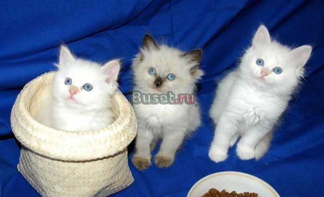 Самые лучшие сибирские котята от чемпионов мира Санкт-Петербург