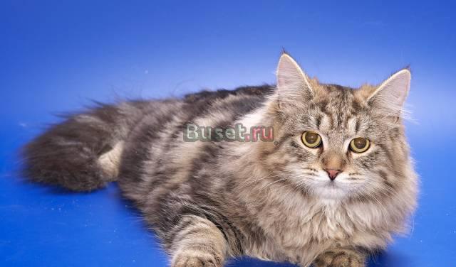 Самые лучшие сибирские котята от чемпионов мира Санкт-Петербург