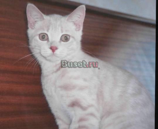 Британский котенок с родословной (недорого) Санкт-Петербург