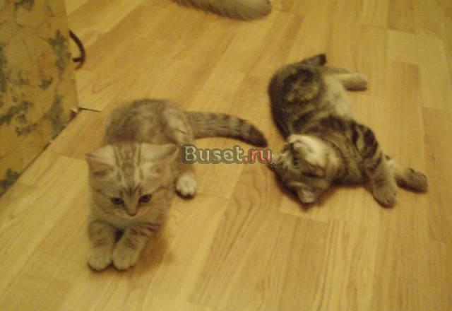 Шотландские котик и кошечка 2,5 месяца Москва