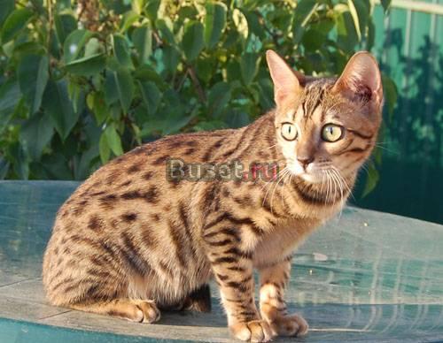 Бенгальские котята Химки
