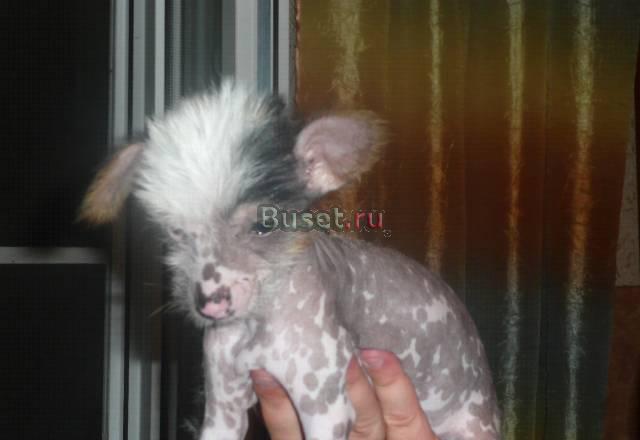 Продается щенок Сочи