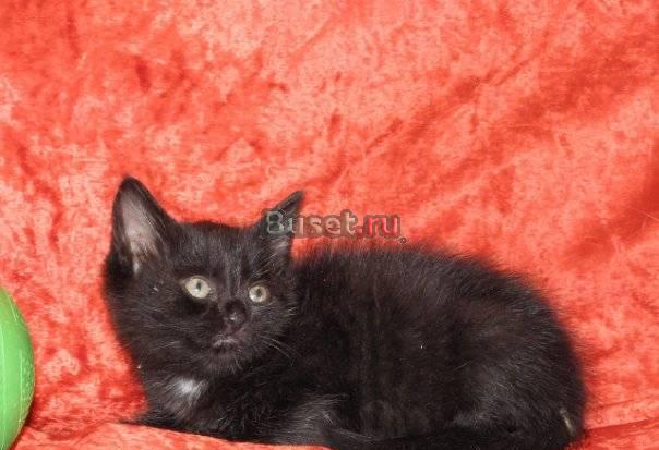 2 чёрненьких котёнка очень хотят домой Санкт-Петербург