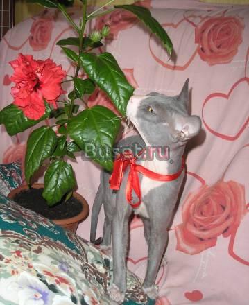 Предлогаю кота для вязки Новокузнецк