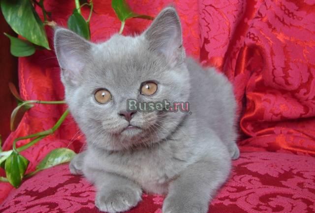 Британские котята с хорошей родословной Москва