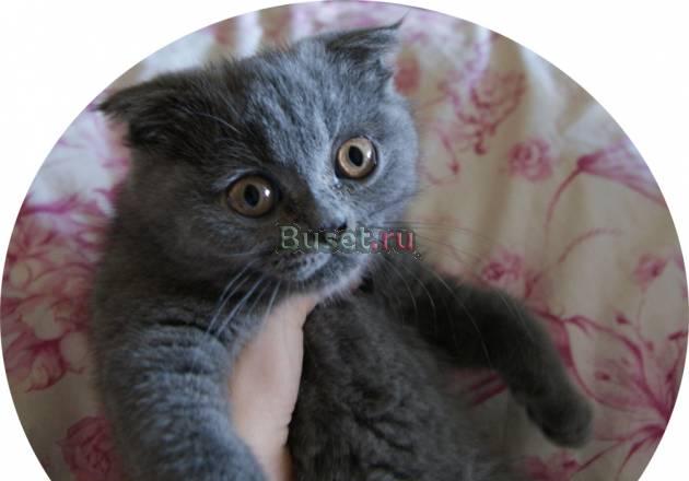 Котенок готов к переезду в новый дом, Вислоухая Москва