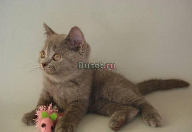 Чистокровные голубые британцы Санкт-Петербург