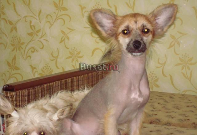 Щенки Китайской хохлатой Элиста