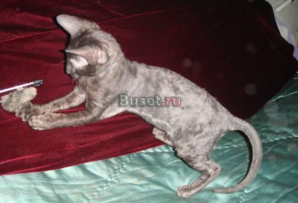 Котята Королевской породы Москва