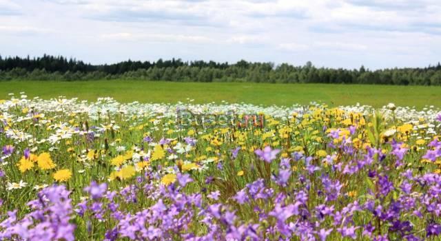 Деговые участки для дачи Раменское