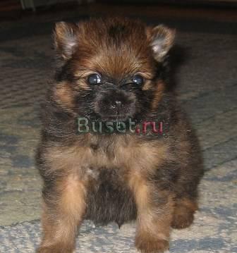 Щенки малого немецкого шпица Краснодар