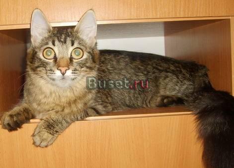 Кошечка Челябинск
