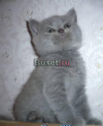 Девочка,окрас голубой.1.5 мес. не дорого Москва