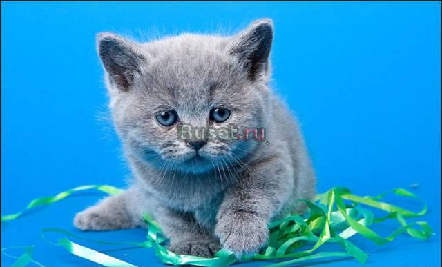 Клубные чистокровные  британские котята Шоу класса Москва