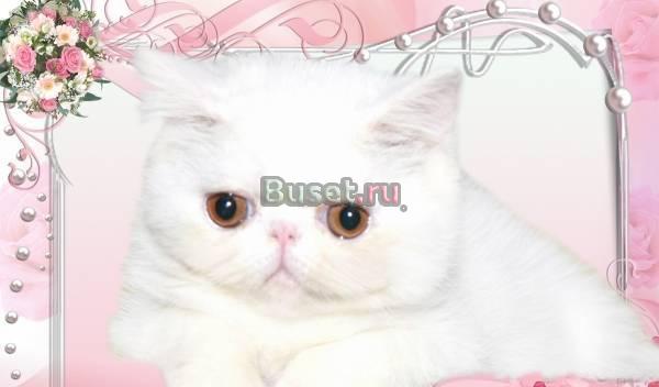 котята персы и экзоты Москва