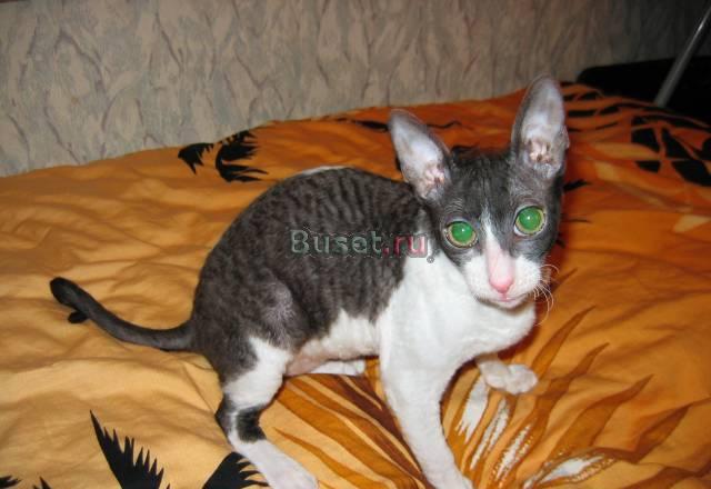 Котята Королевской породы Мытищи