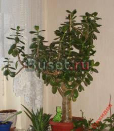 CRASSULA Москва