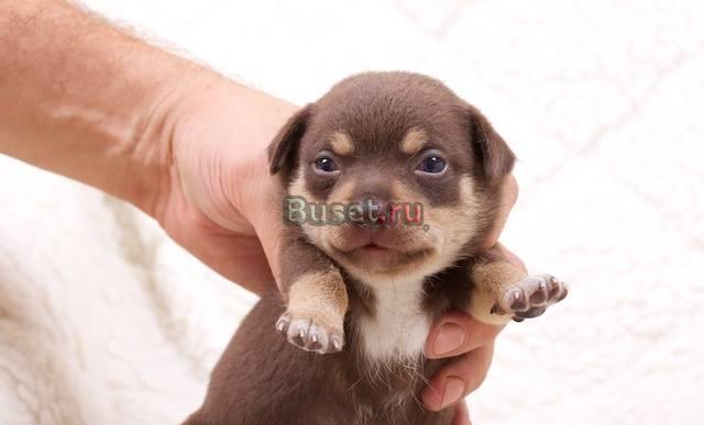 Коричневый с подпалом чихуа мальчик Москва