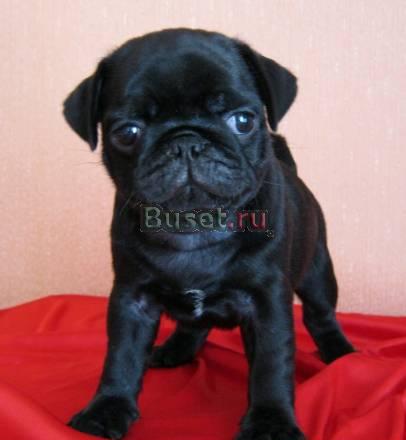 Будущий чемпион Москва