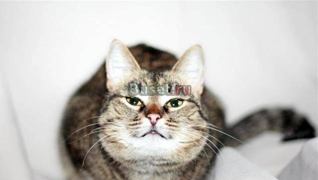 Добродушная общительная кошечка Катерина 1г Москва